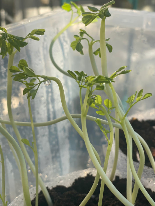4 Moringa seedlings