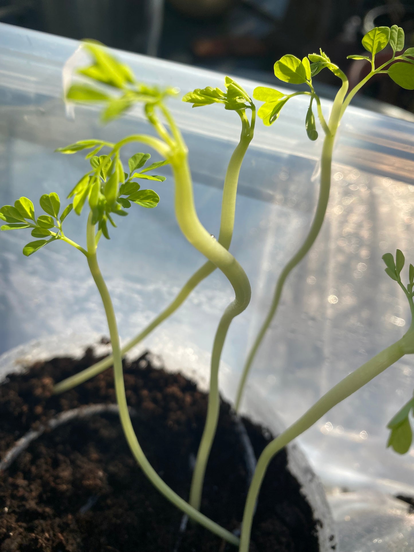 4 Moringa seedlings
