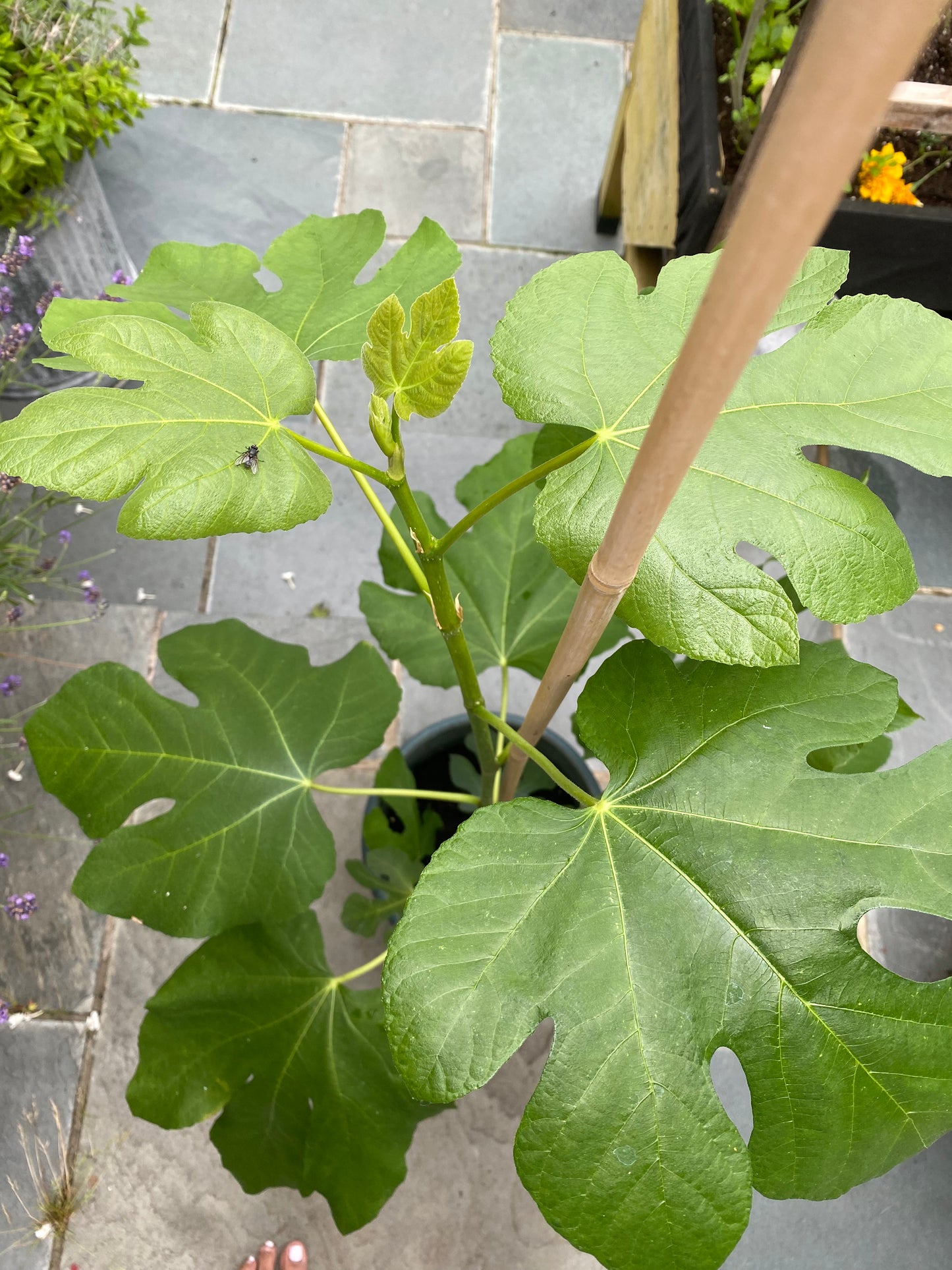 Fig Tree 'Brown Turkey' Collection only