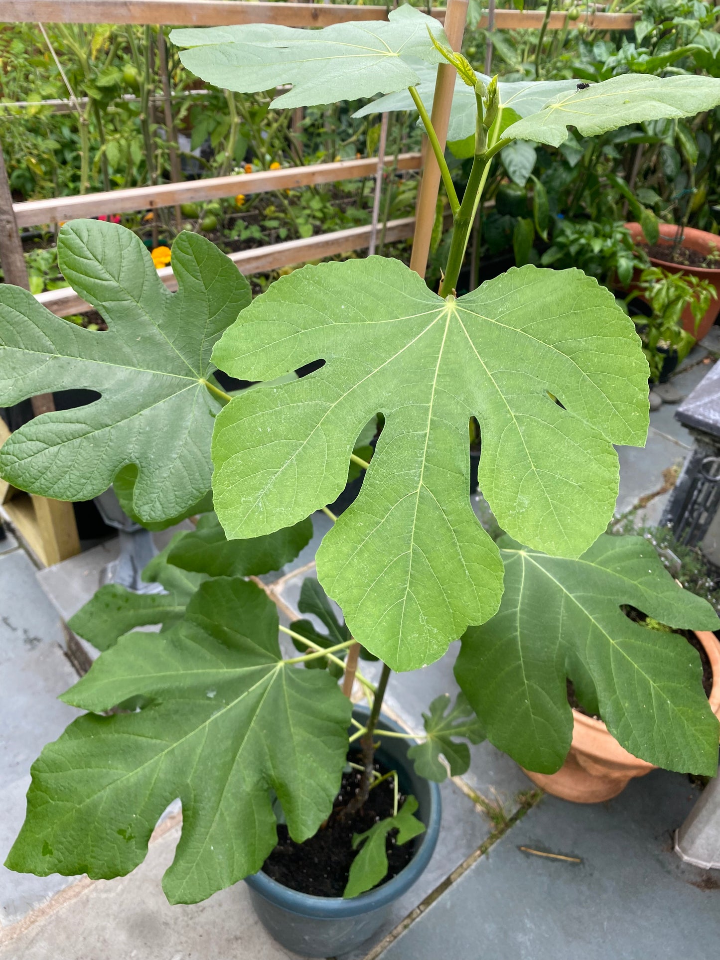 Fig Tree 'Brown Turkey' Collection only