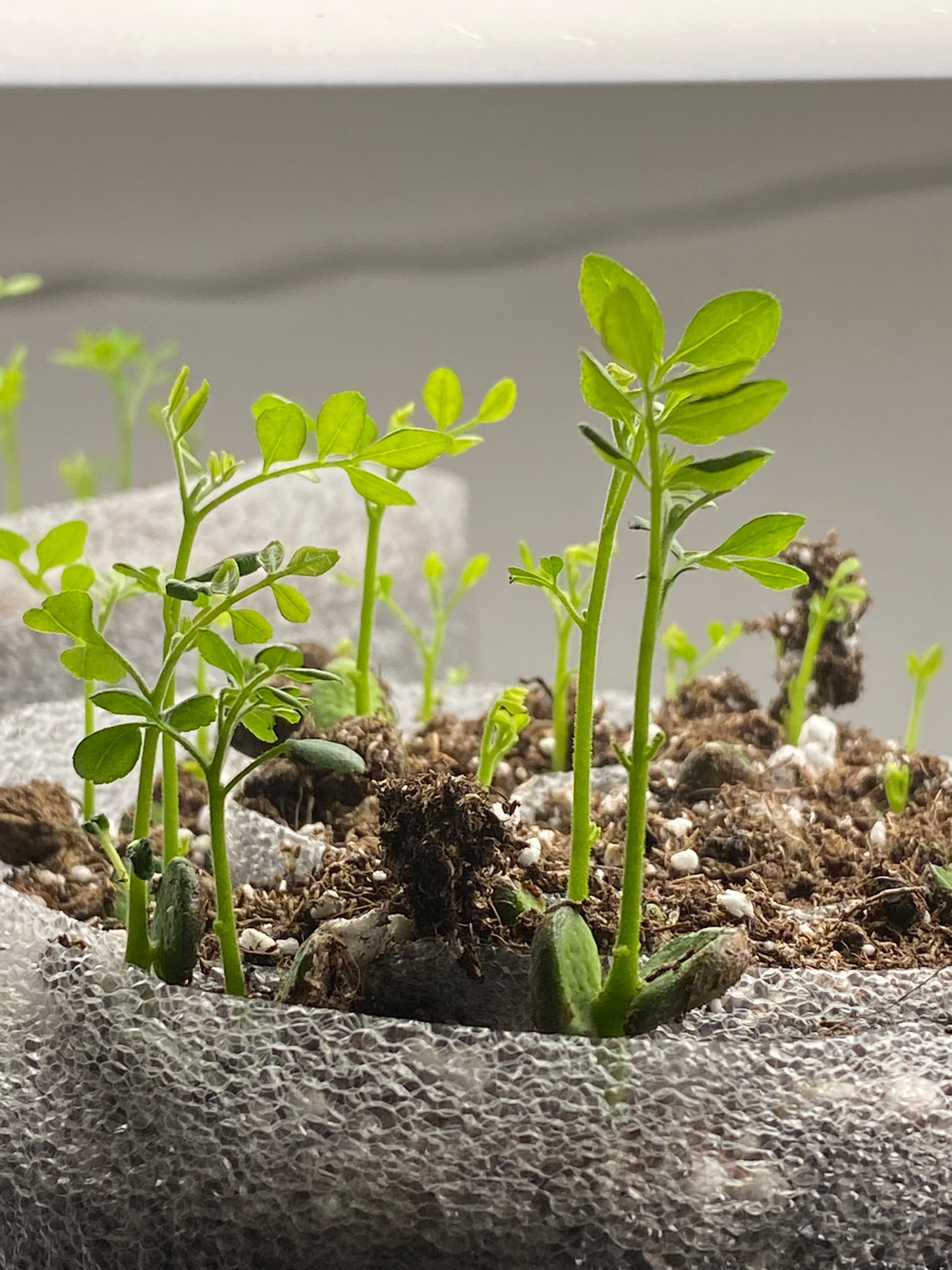 5 Fresh Germinated Curry Leaf Seeds