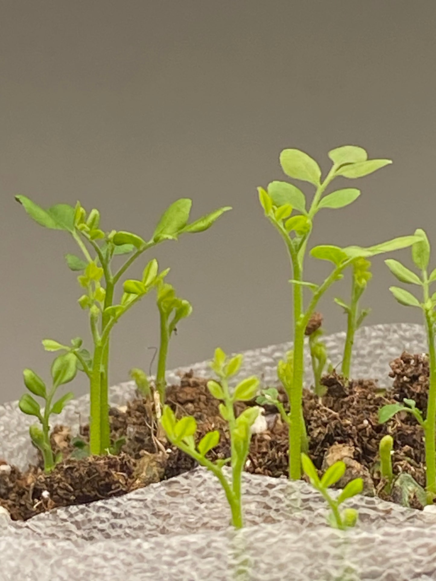3 Germinated Curry Leaf Seeds