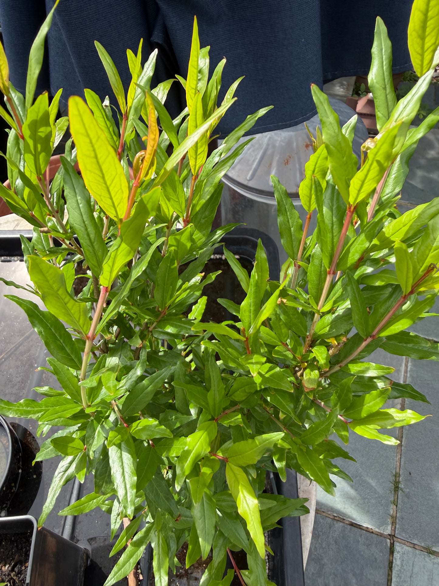 4 Year old Pomegranate Fruit Bush (Sale)