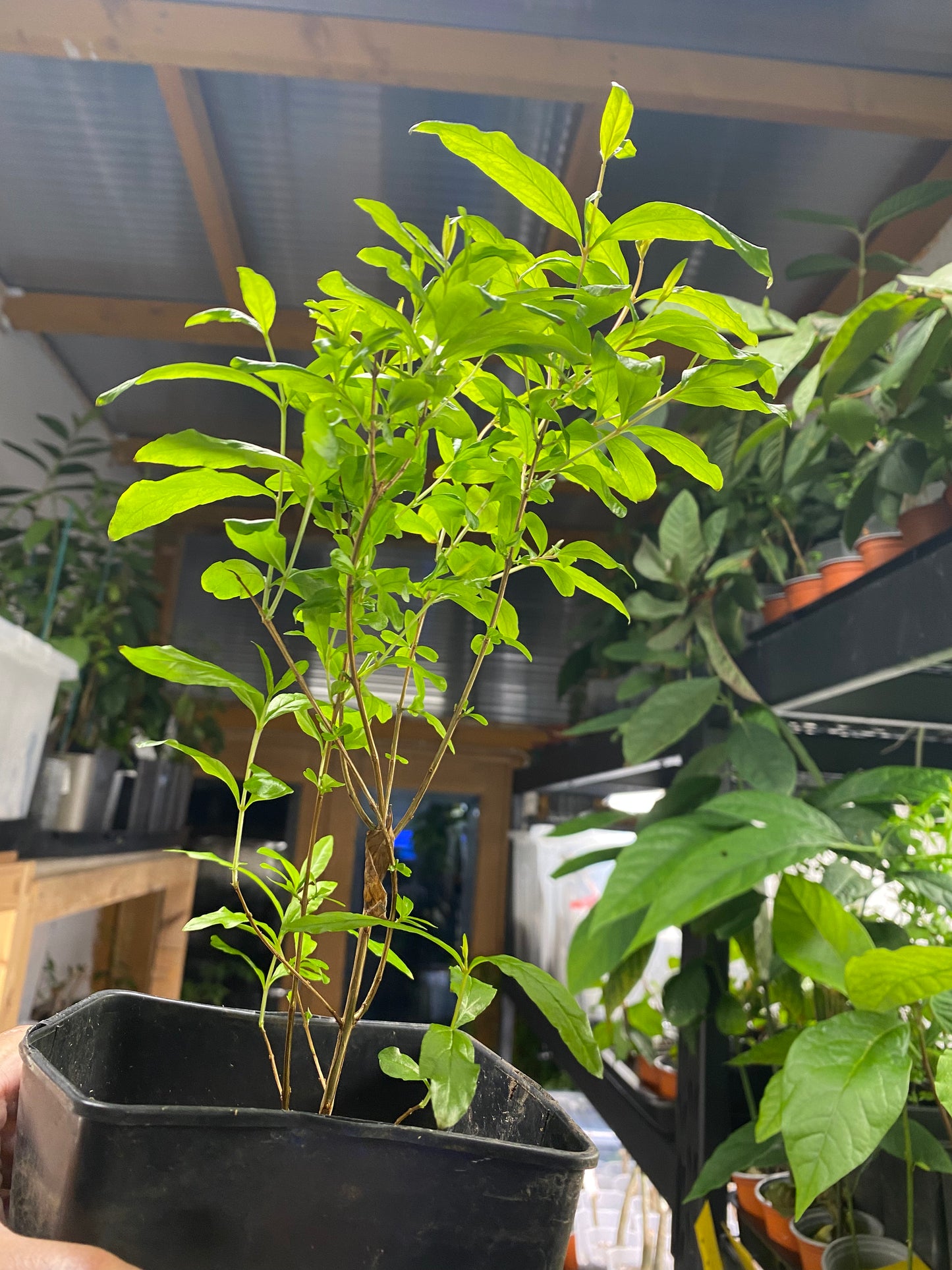 3 Year old Pomegranate Fruit Plant