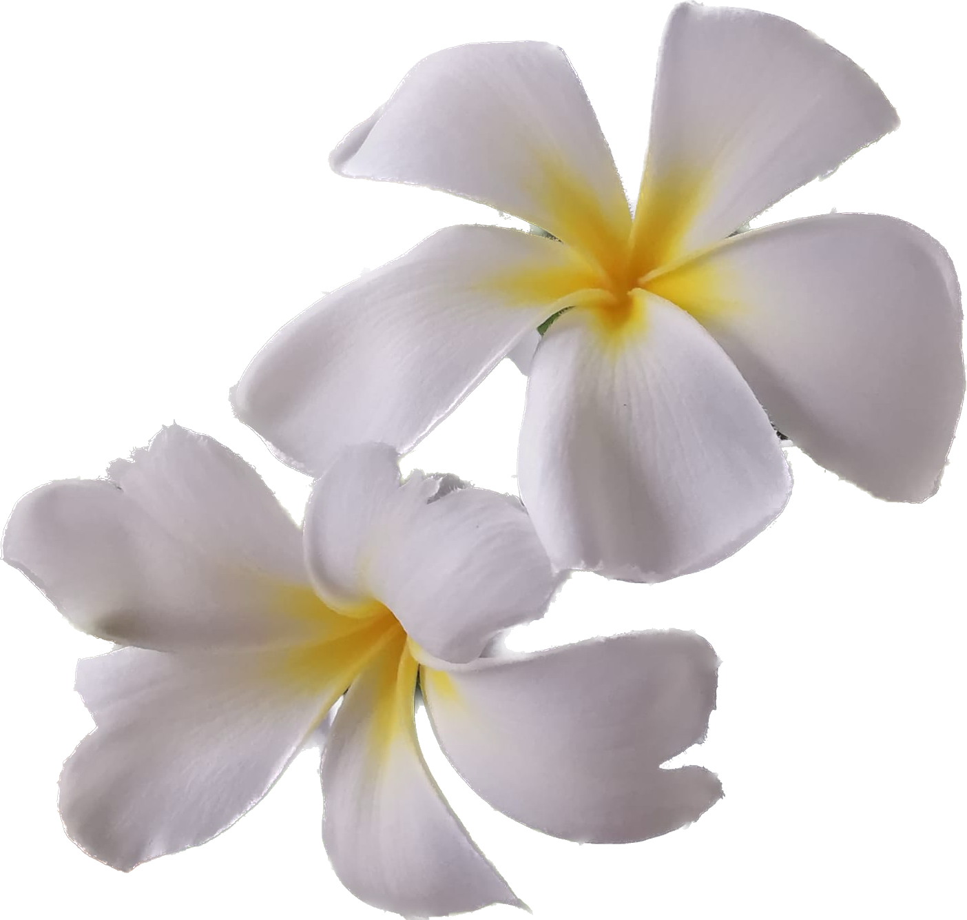 Plumeria / Frangipani Plant