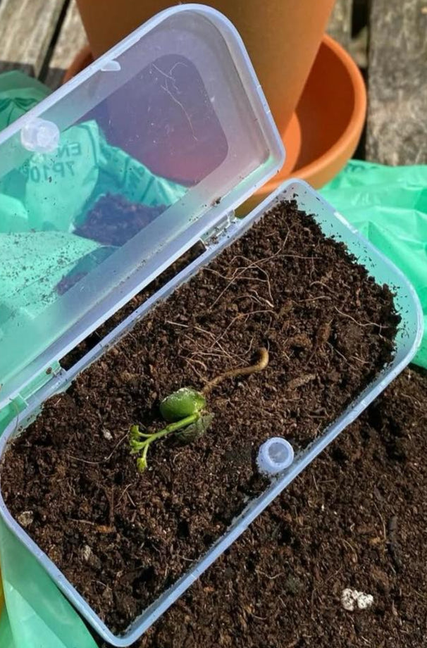 5 Fresh Germinated Curry Leaf Seeds