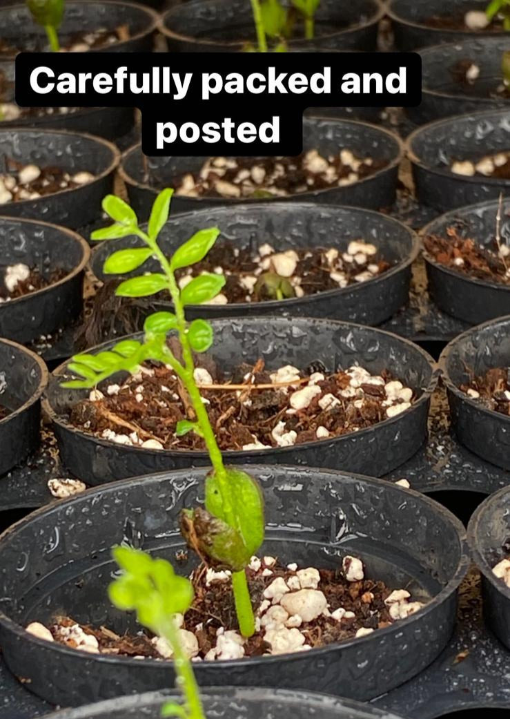 5 Fresh Germinated Curry Leaf Seeds