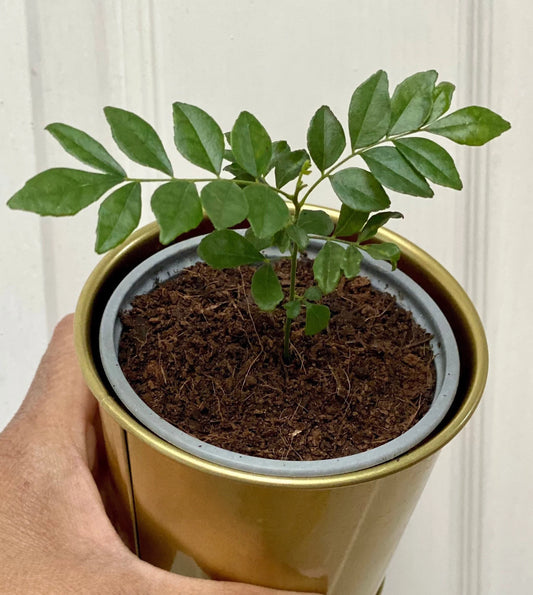 Curry Leaf Plant in Gold Pot