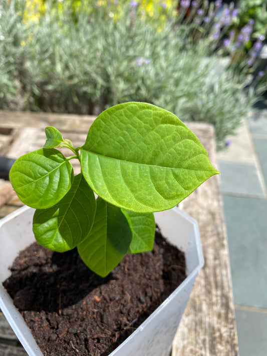 Custard Apple Plant (Sitafal)