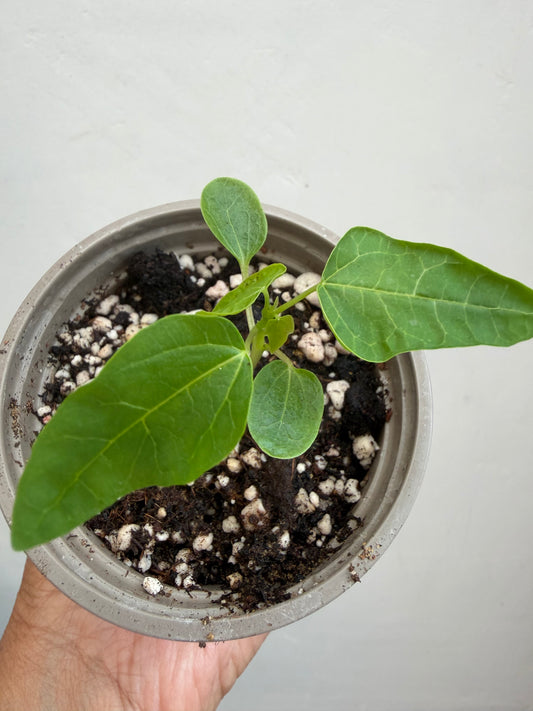 Papaya seedling