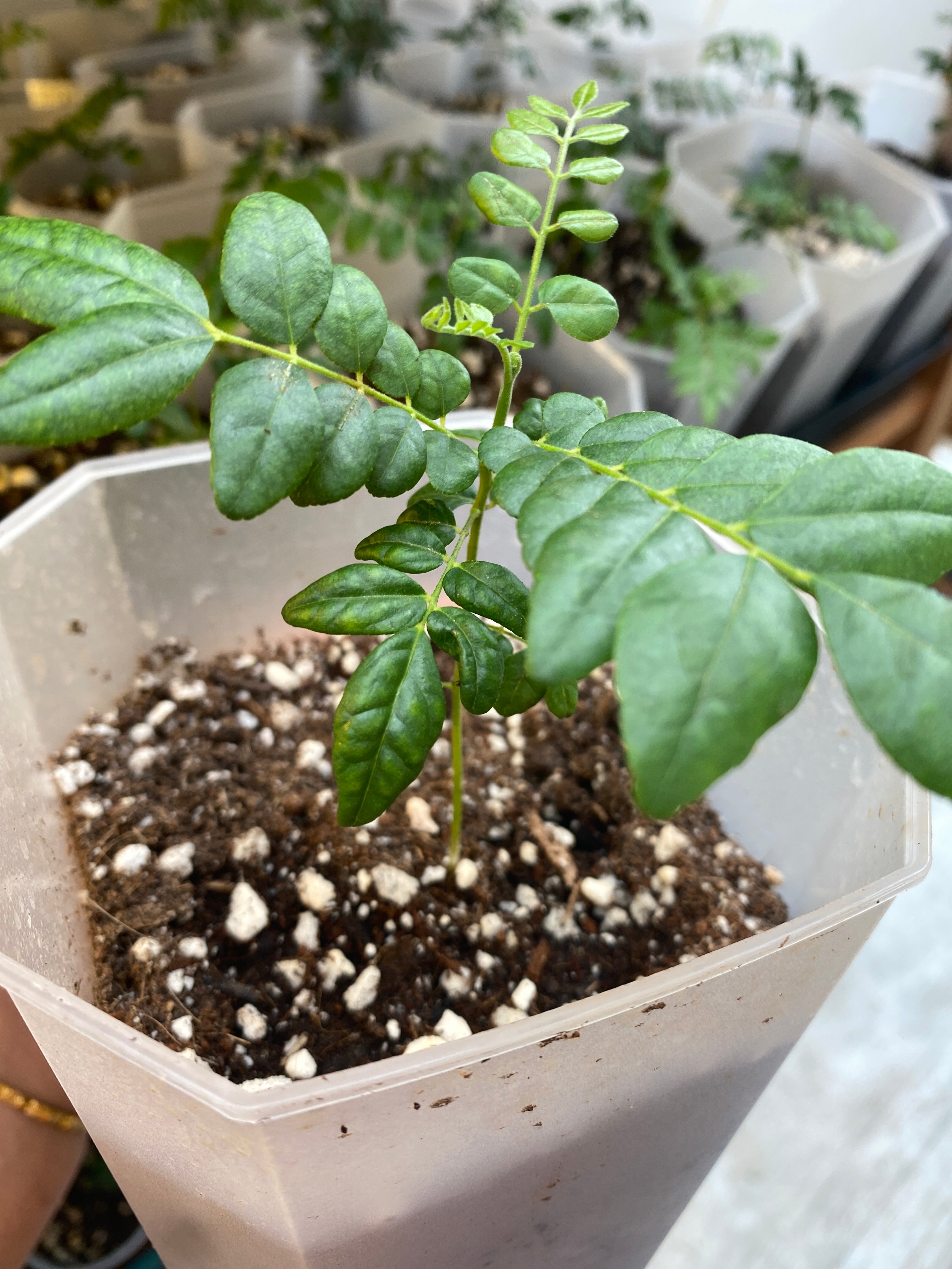 Curry Leaf Plant – Grow More Plants