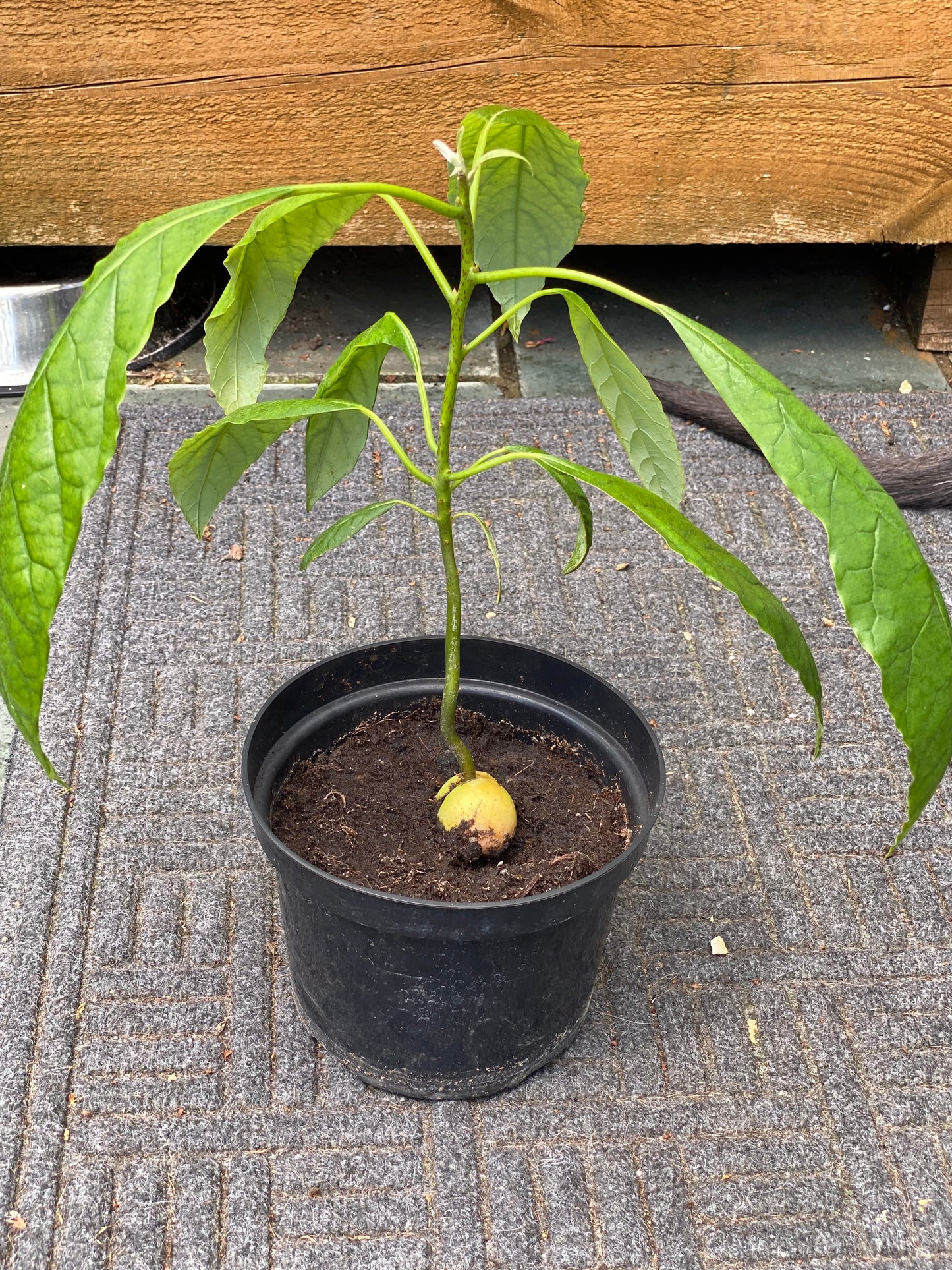 Avocado Plant