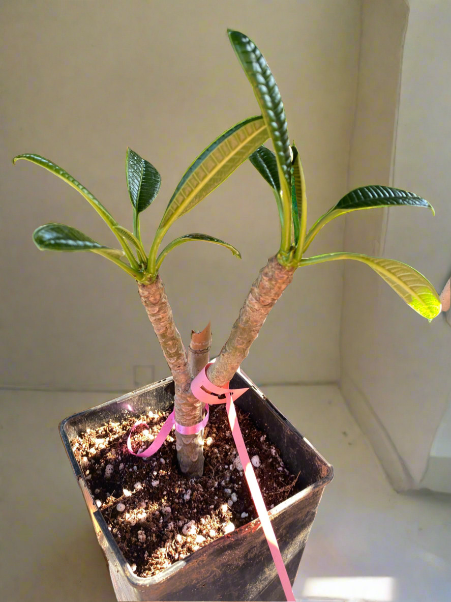 Pink Dwarf Plumeria / Frangipani Plant