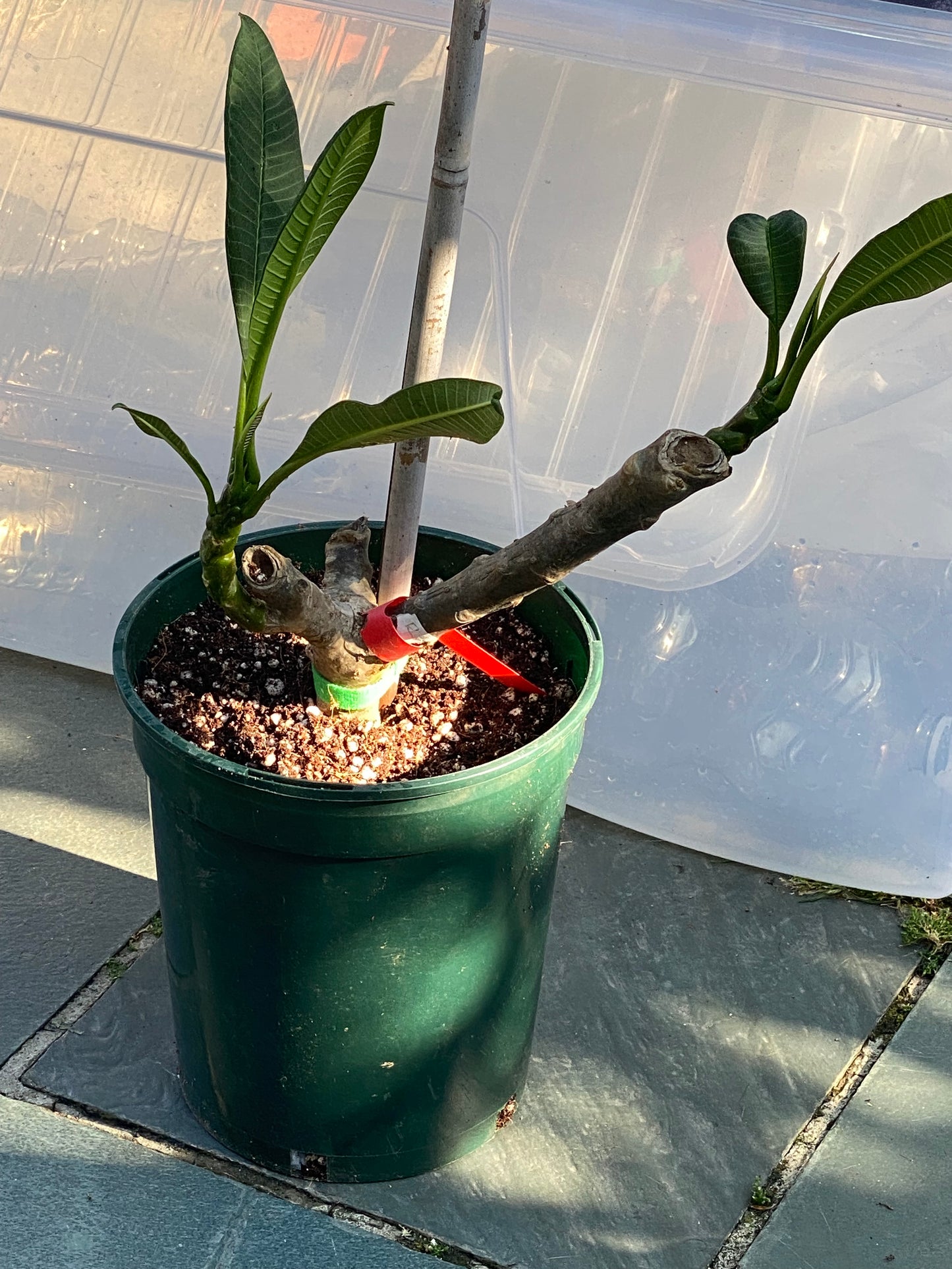 Red Plumeria / Frangipani Plant SALE SALE SALE