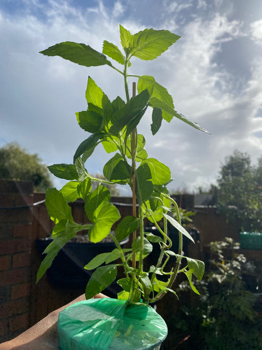 Tulsi Plant (Holy Basil)