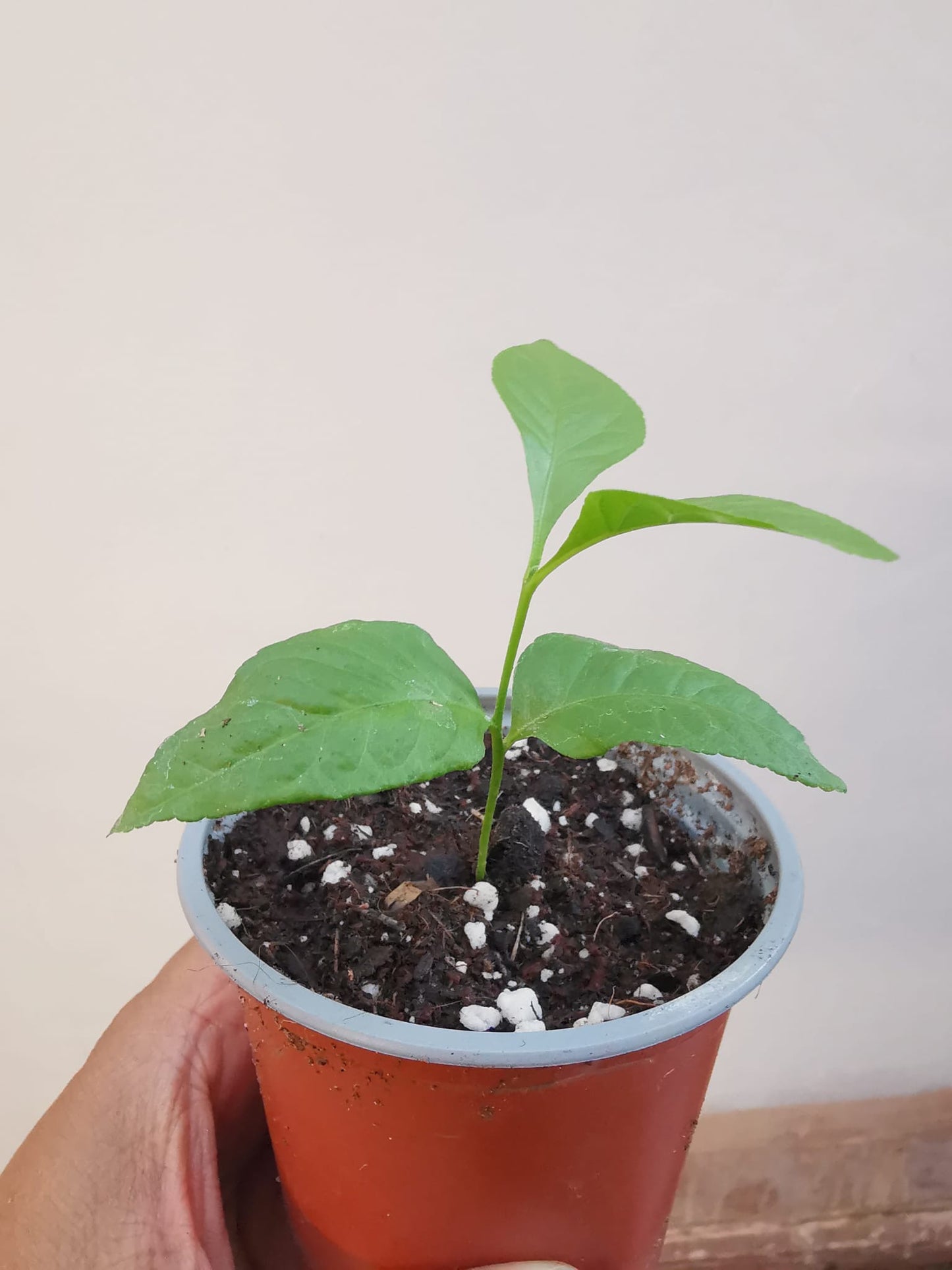 bilva plant in pot Bilva Plant or Bel tree (Aegle Marmelos) – Grow More Plants