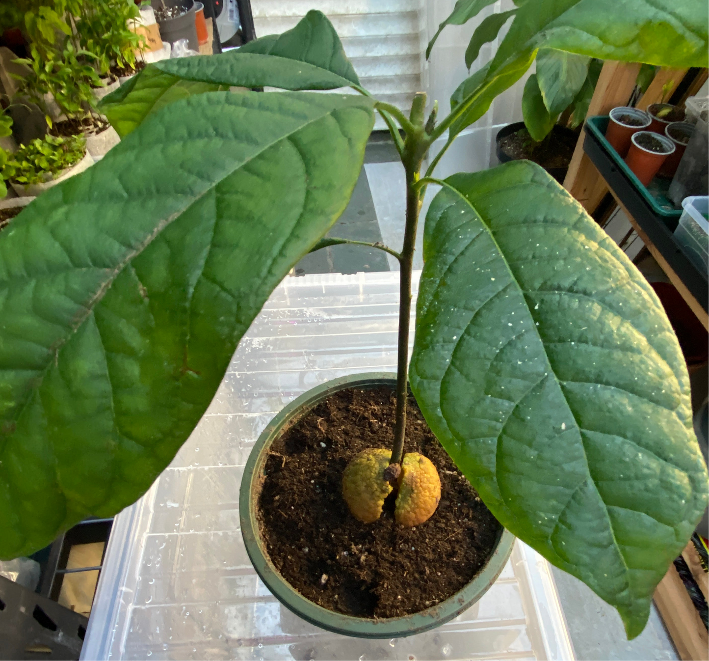 Kenyan Jumbo Avocado Plant