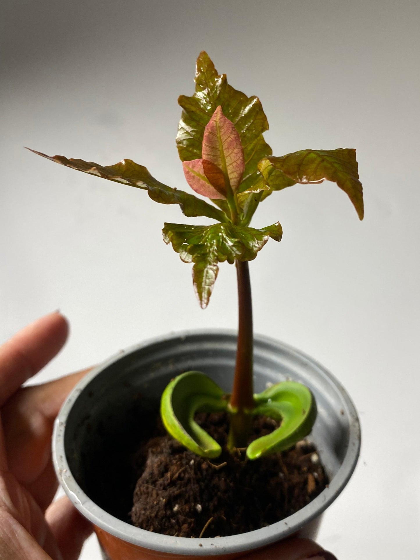 Rare Cashew Nut Plant UK - Anacardium Occidentale