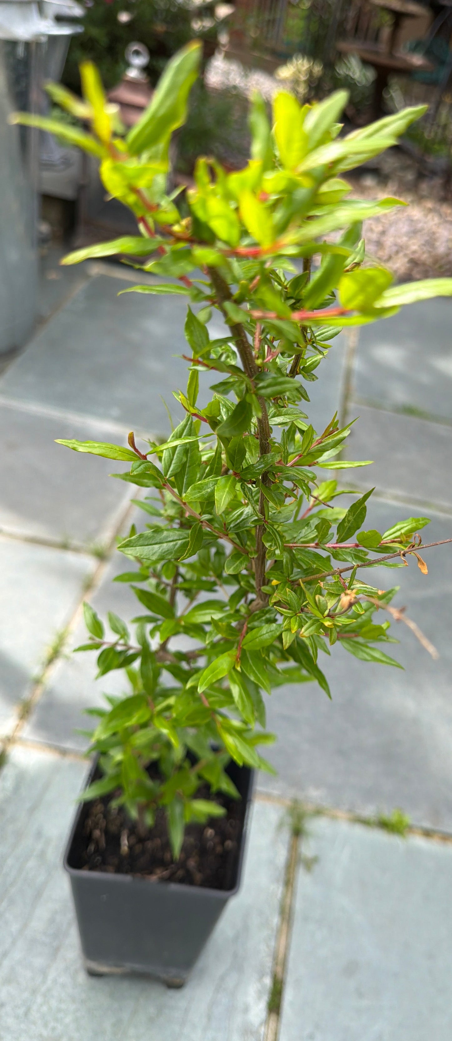 4 Year old Pomegranate Fruit Bush (Sale)