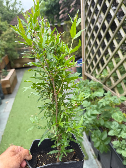 4 Year old Pomegranate Fruit Bush