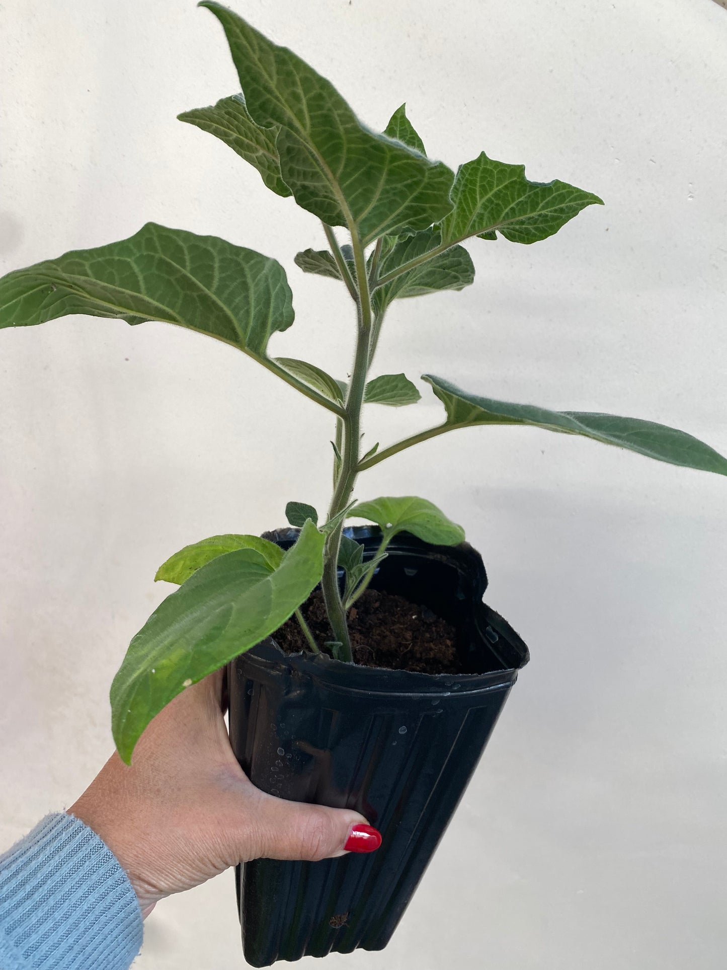 Reduced Price - Cape Gooseberry, Physalis peruviana, Chinese Lantern