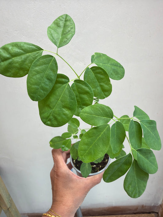 Moringa seedlings