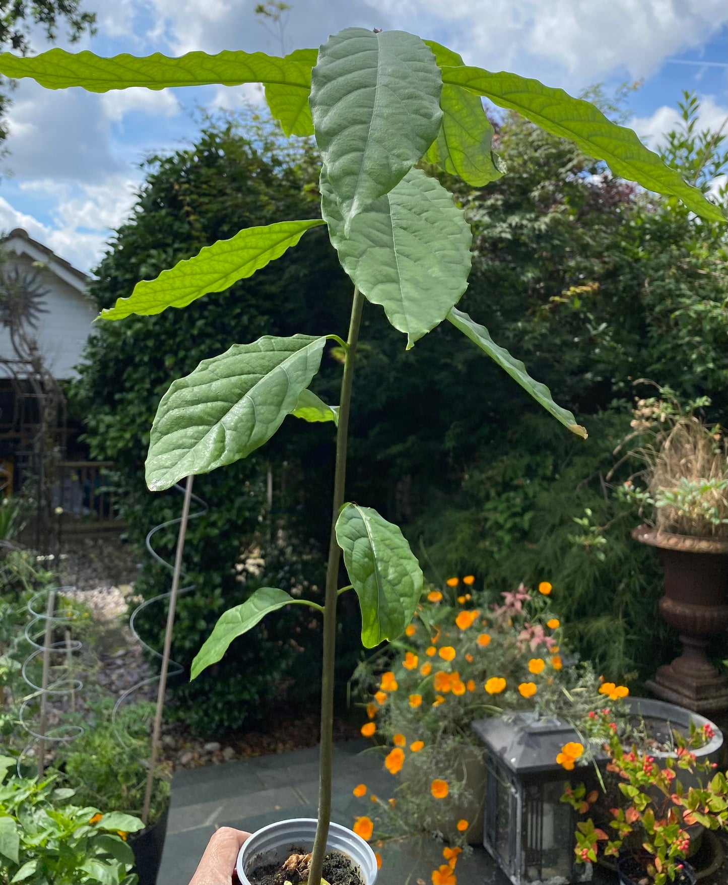 Avocado Plant