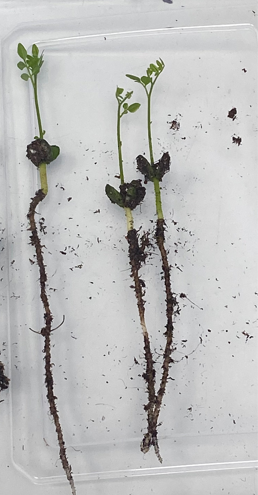 3 Germinated Curry Leaf Seeds
