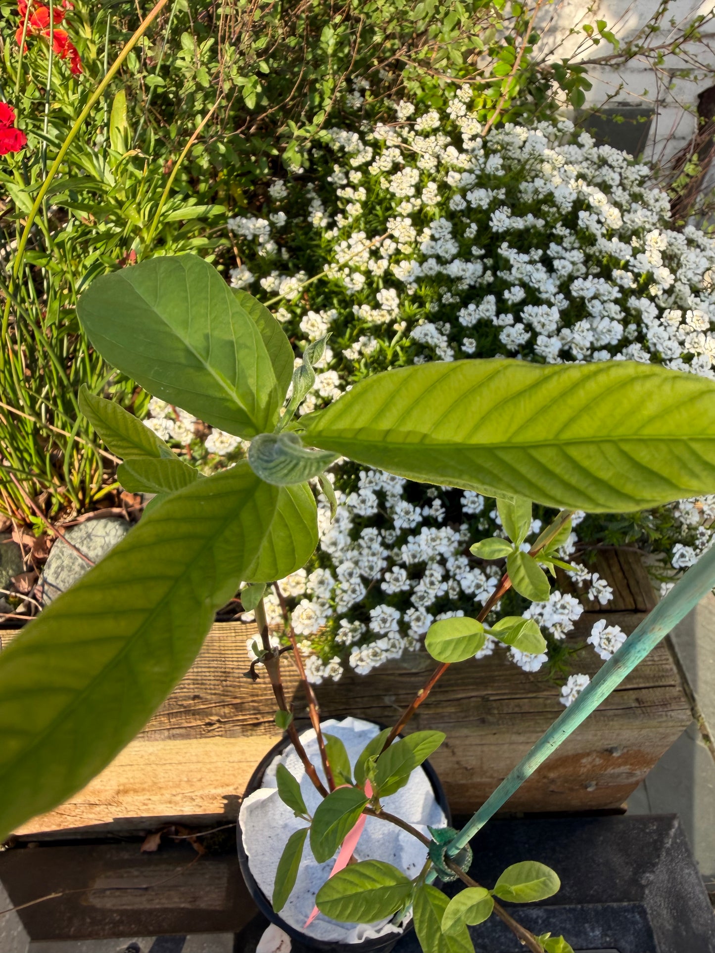 Guava Fruit Plant - Pink Pear