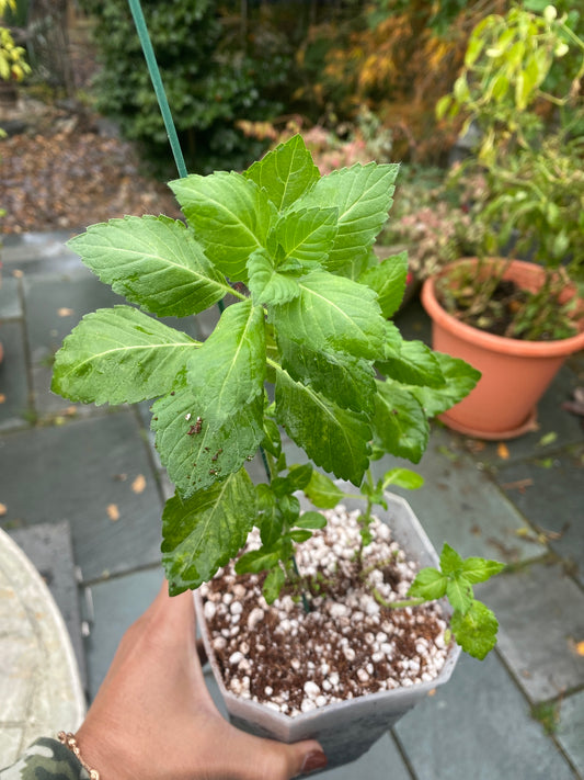 Tulsi Plant (Holy Basil)
