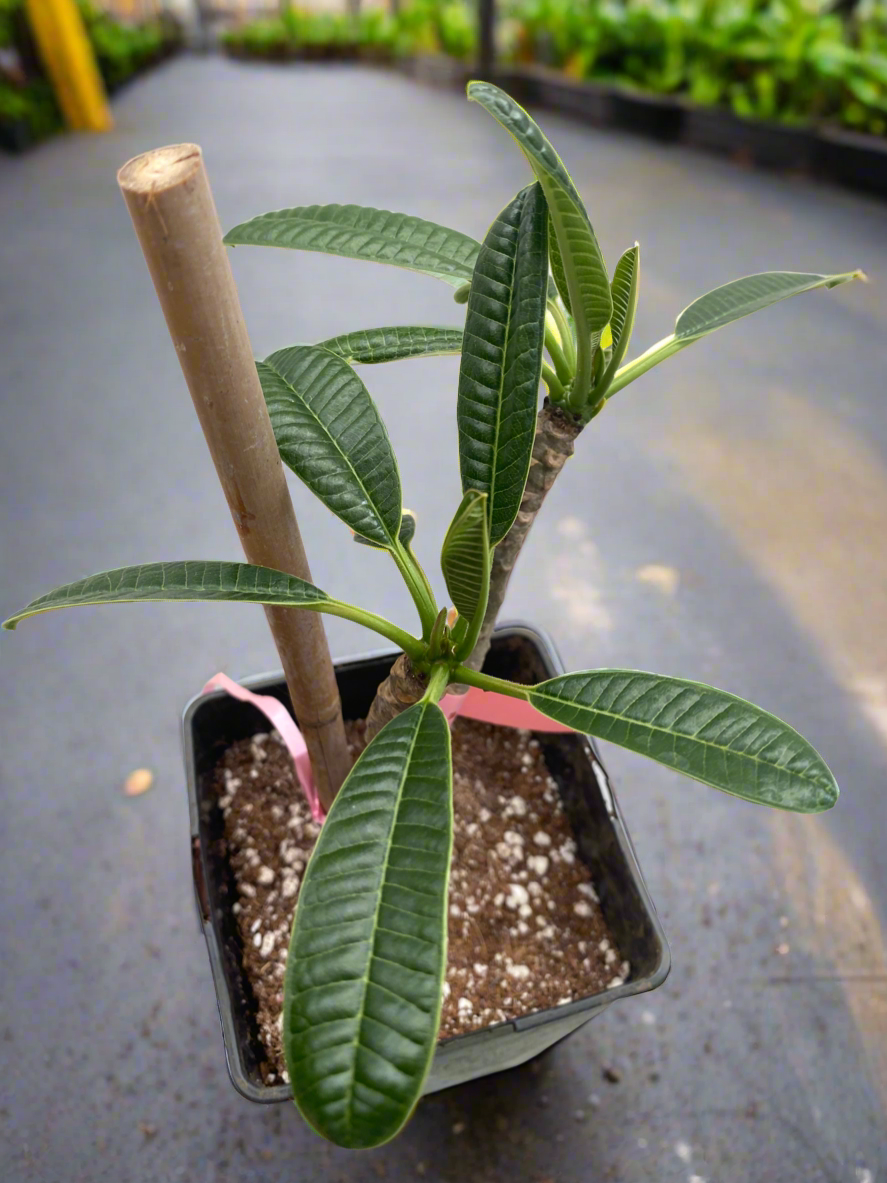 Pink Dwarf Plumeria / Frangipani Plant SALE SALE SALE