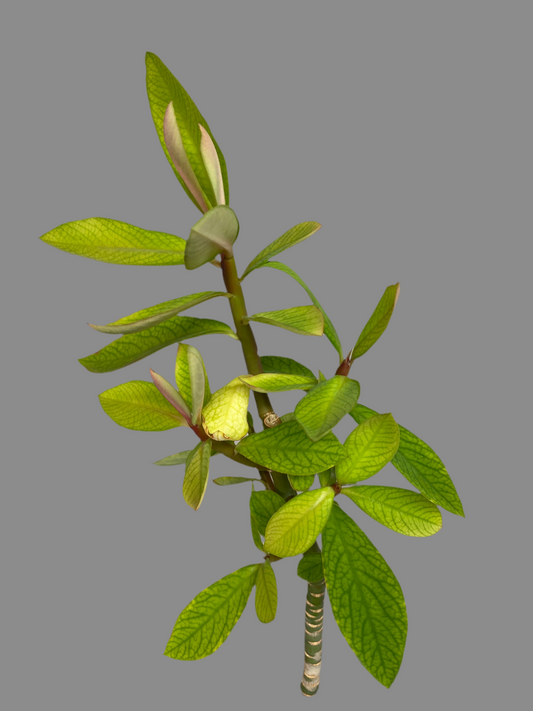 Rudraksha Plant(Elaeocarpus Ganitrus)