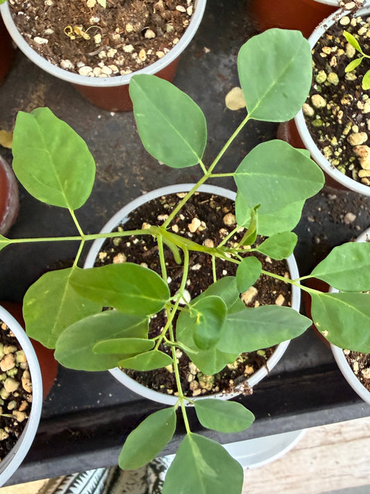 Moringa seedlings