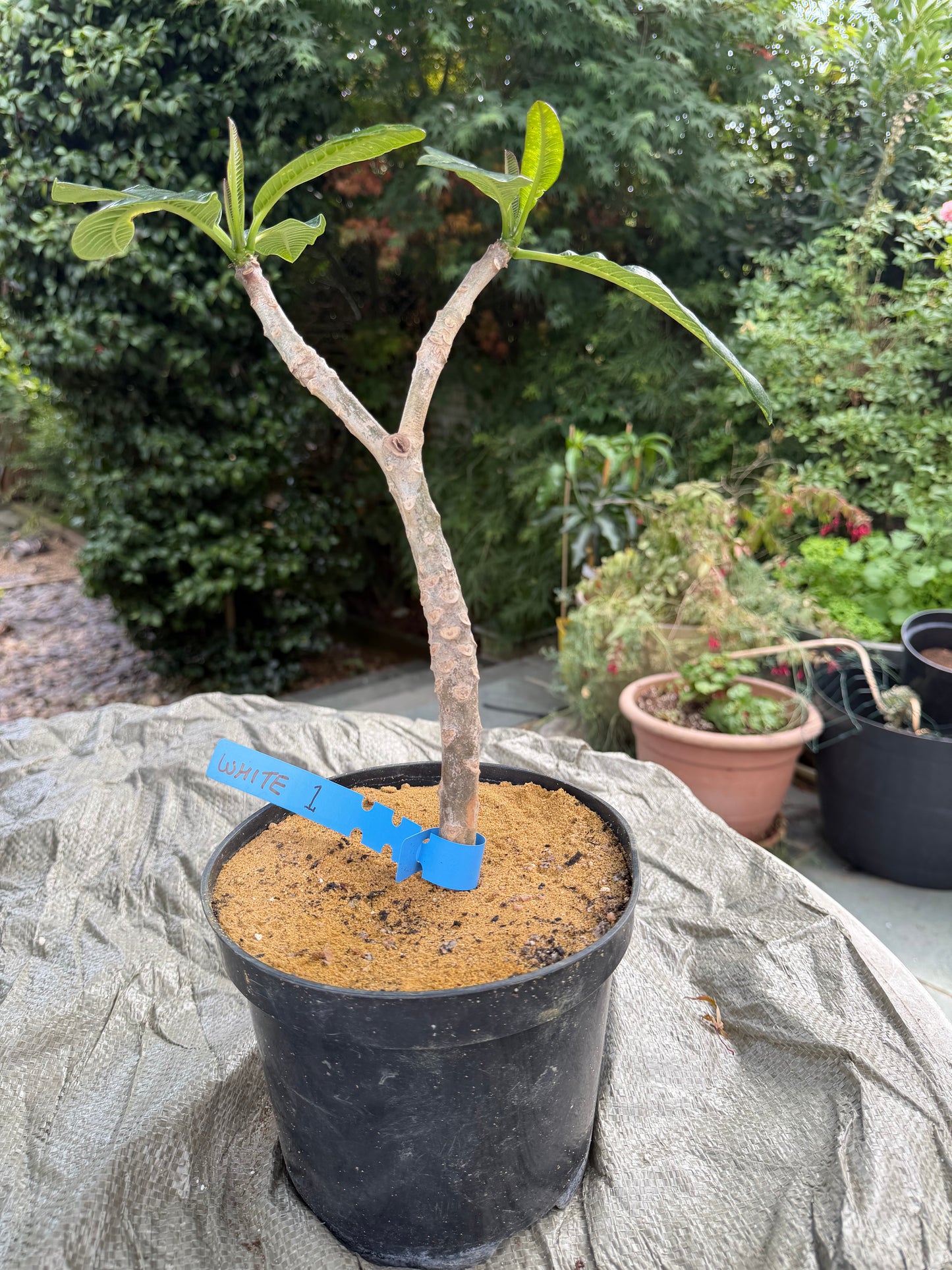 White Plumeria / Frangipani Plant