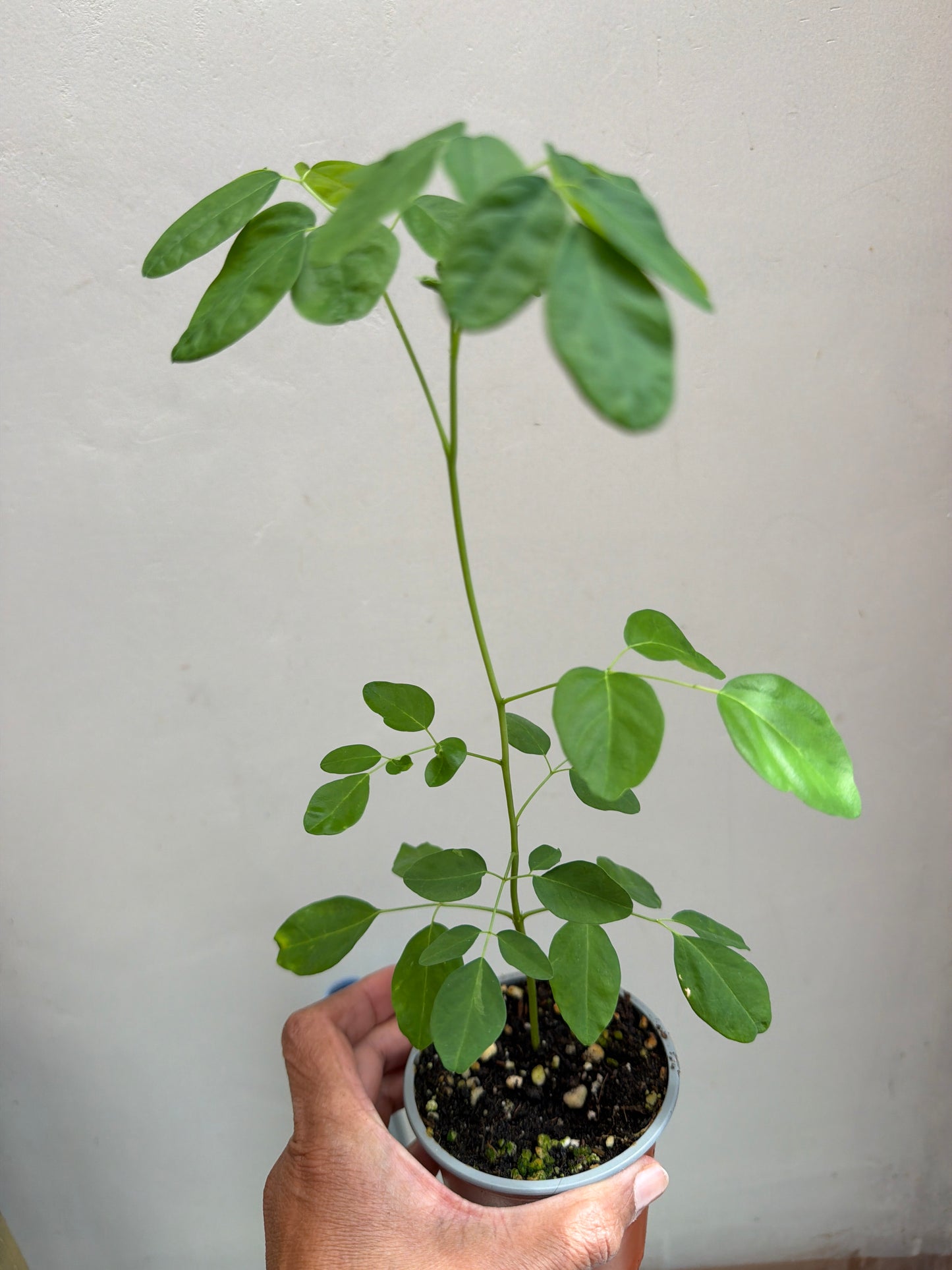 Moringa seedlings (Sale)