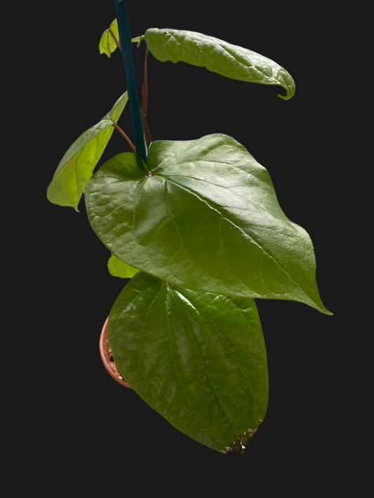 Paan Piper Betel Plant /Bangladeshi Paan / Betel Leaf Vine Piperaceae