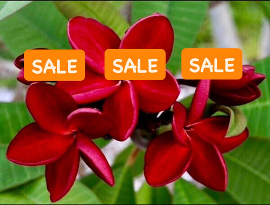 Red Plumeria / Frangipani Plant SALE SALE SALE