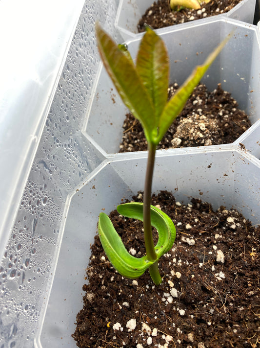 Pre-order our Cashew Nut Plant (Kaju)