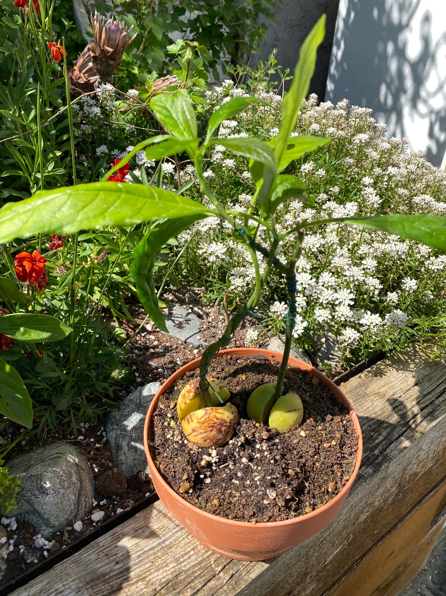 Two Avocado Plants for Art / Braidding