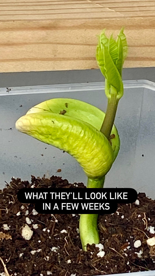 Pre-order our Cashew Nut Plant (Kaju)