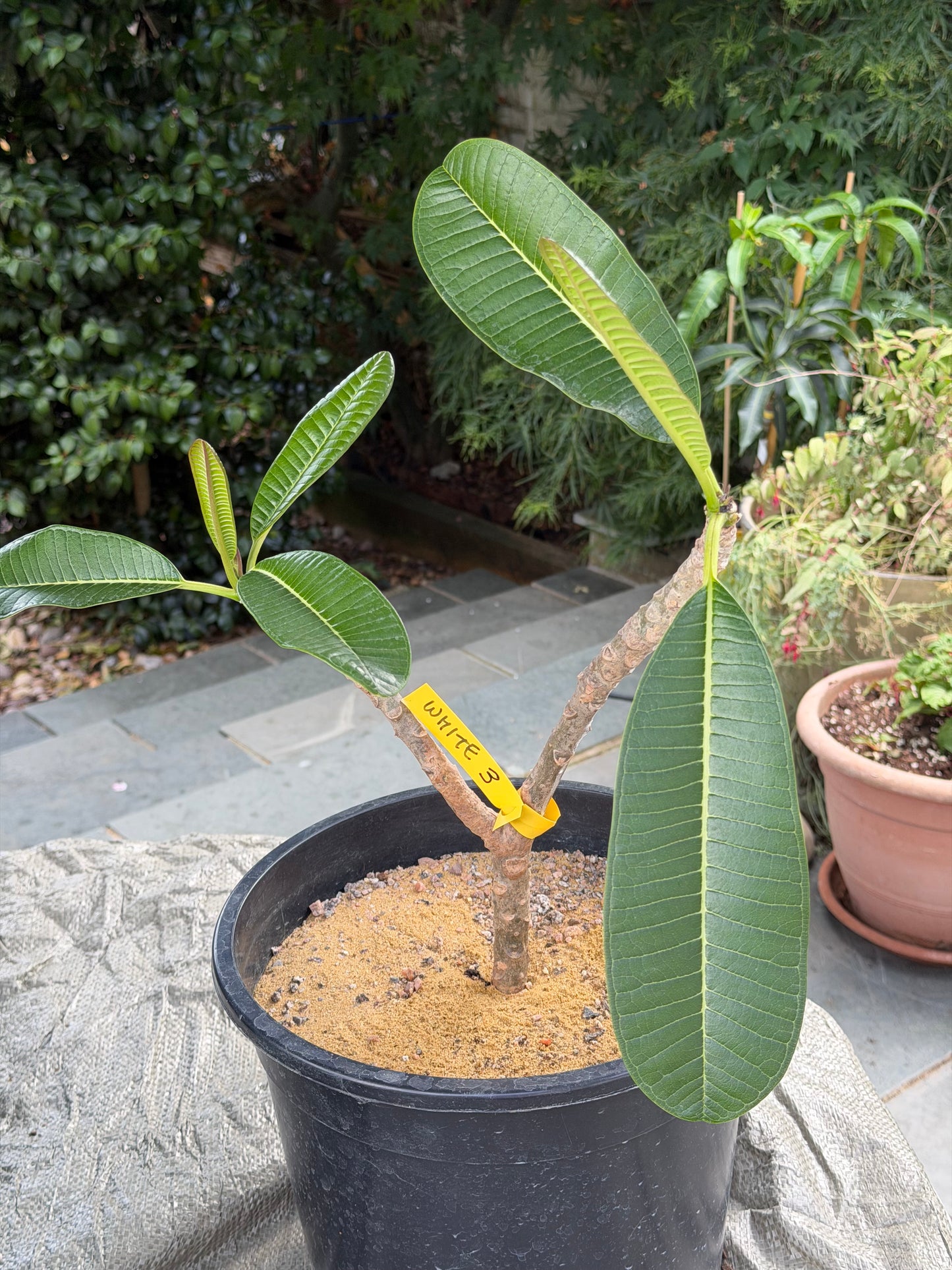 White Plumeria / Frangipani Plant