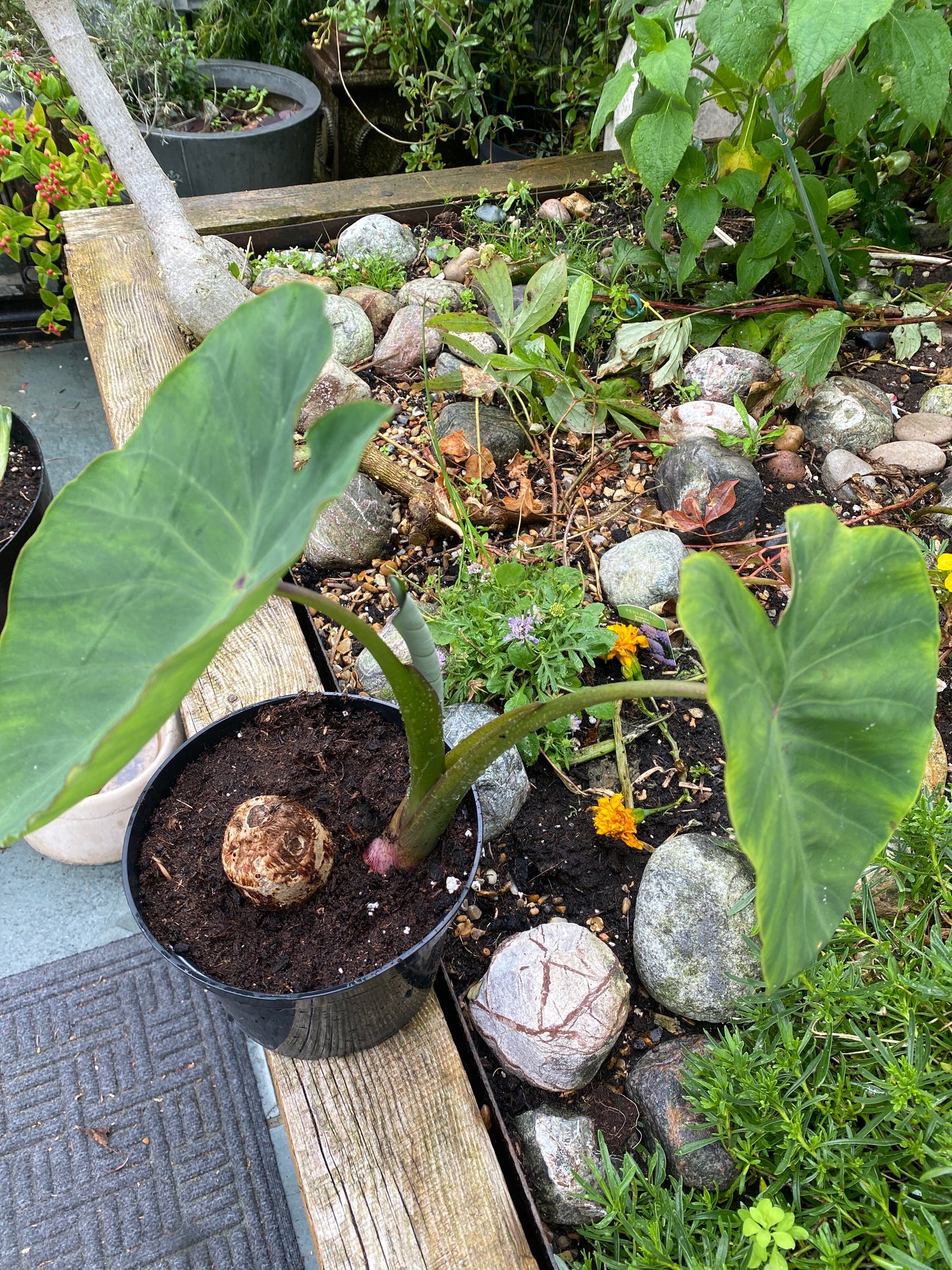 Colocasia /Taro / Edible Patra Plant - 1 rooted bulb with leaves