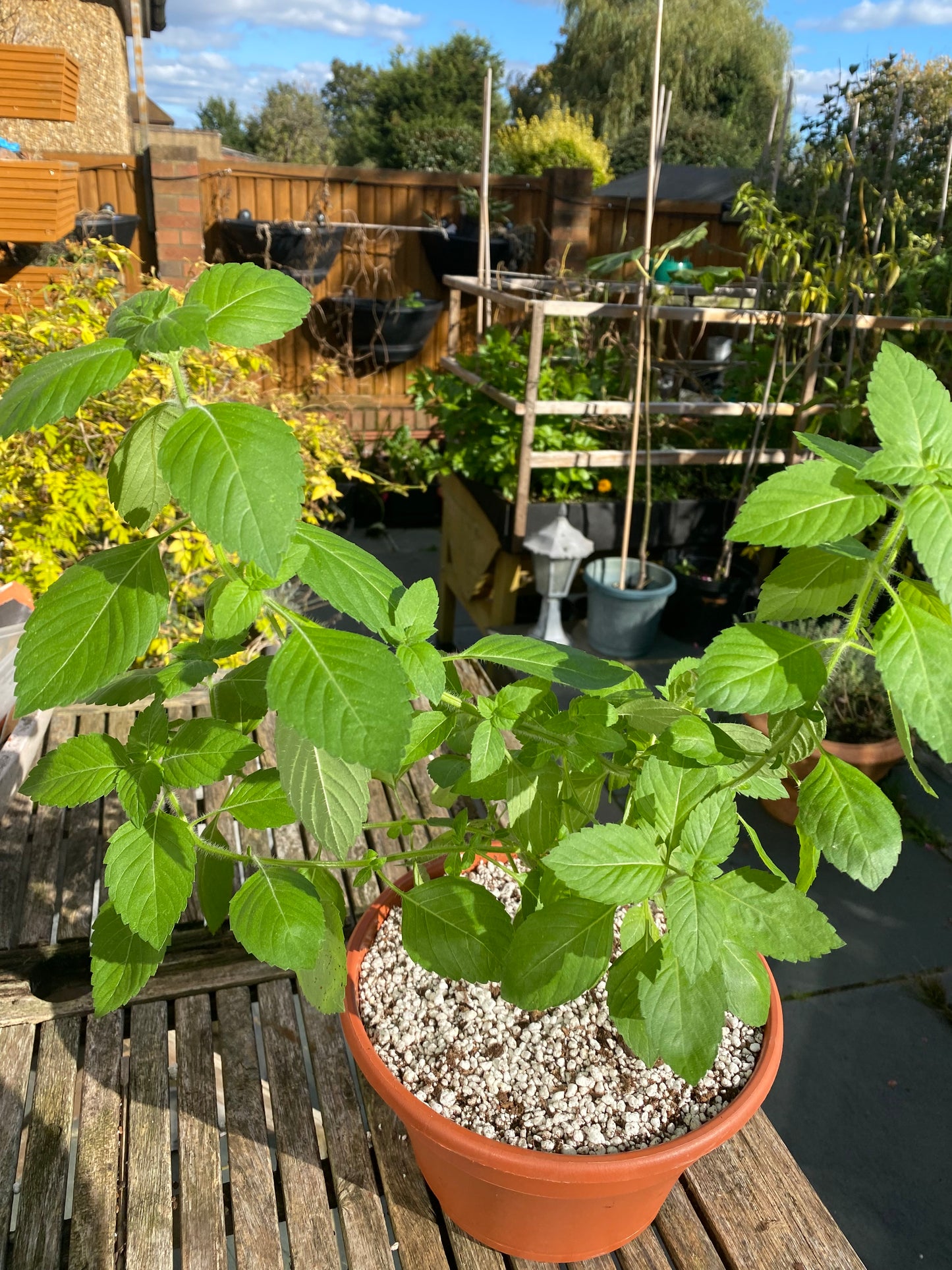 Tulsi Plant (Holy Basil) low Pot