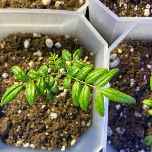 Curry Leaf Seedling in a Root Control Pot