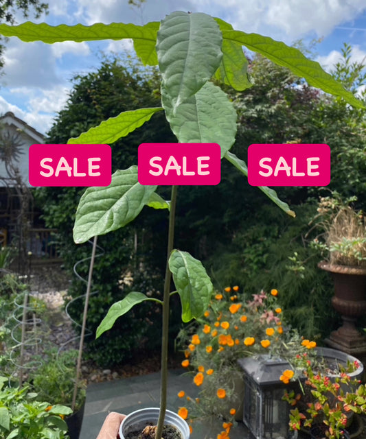 Avocado Plant HALF PRICE SALE