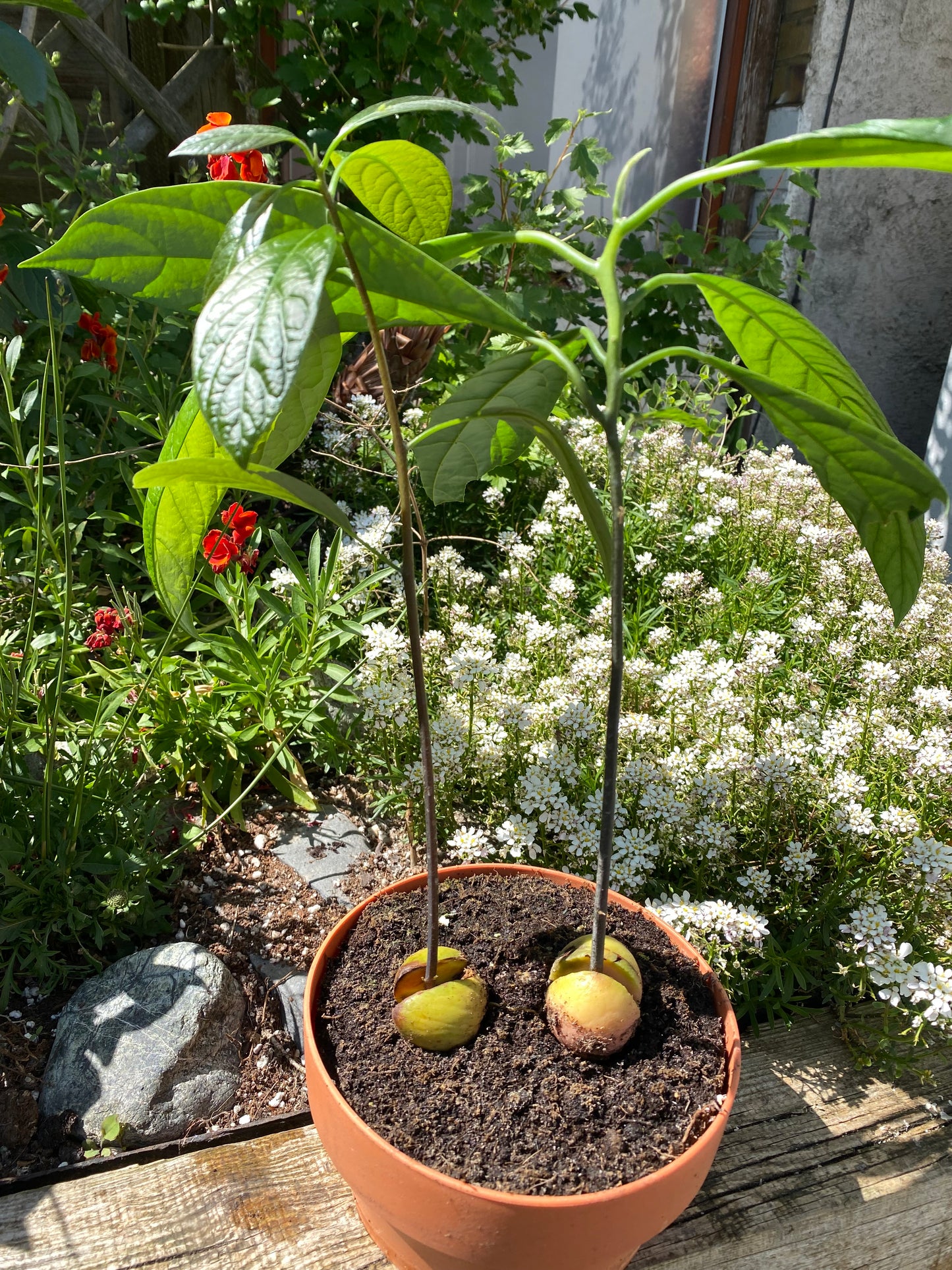 Two Avocado Plants for Art / Braidding