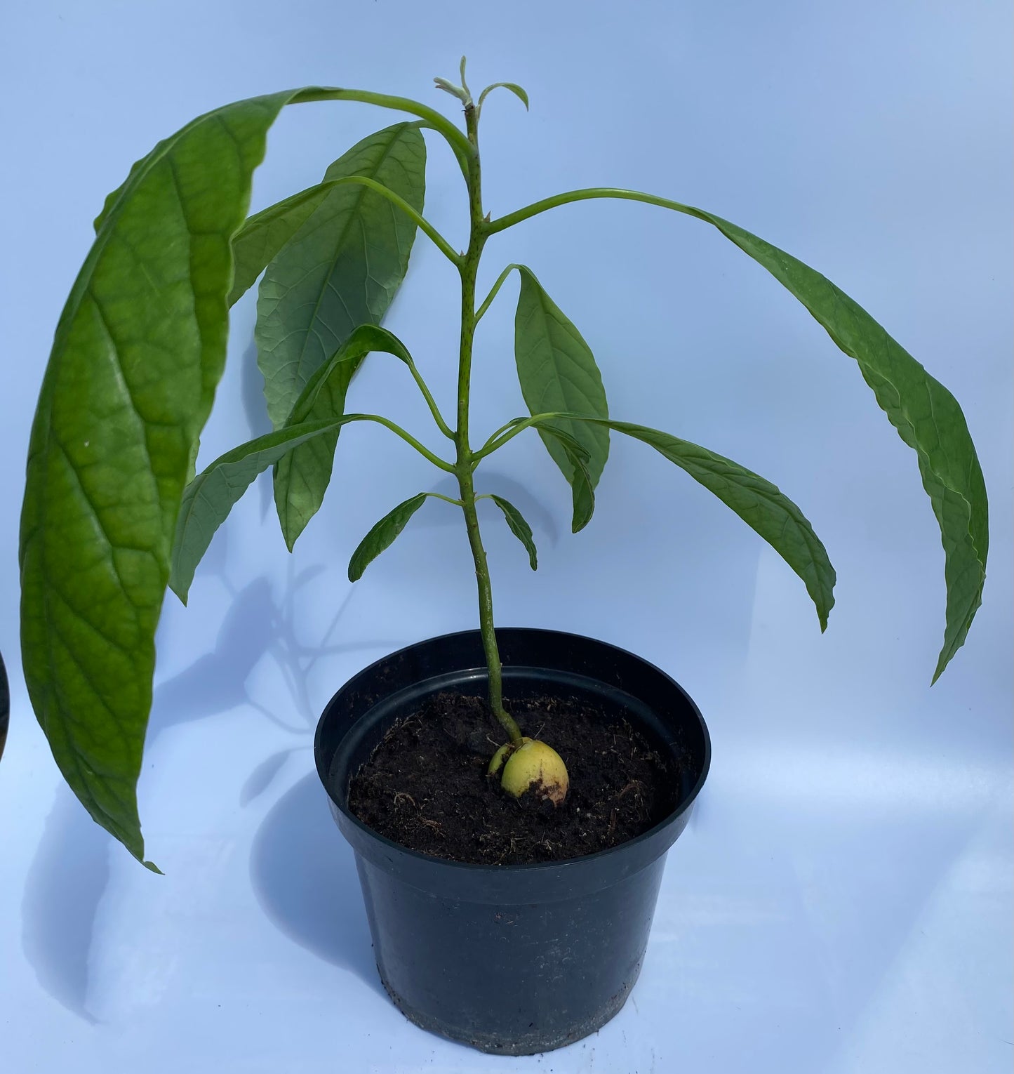 Avocado Plant