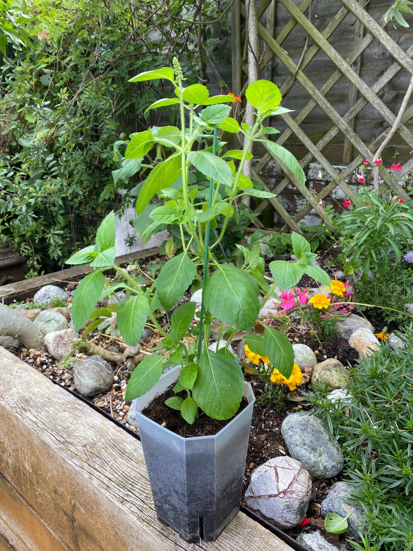 Tulsi Plant (Holy Basil) Root Control Pot