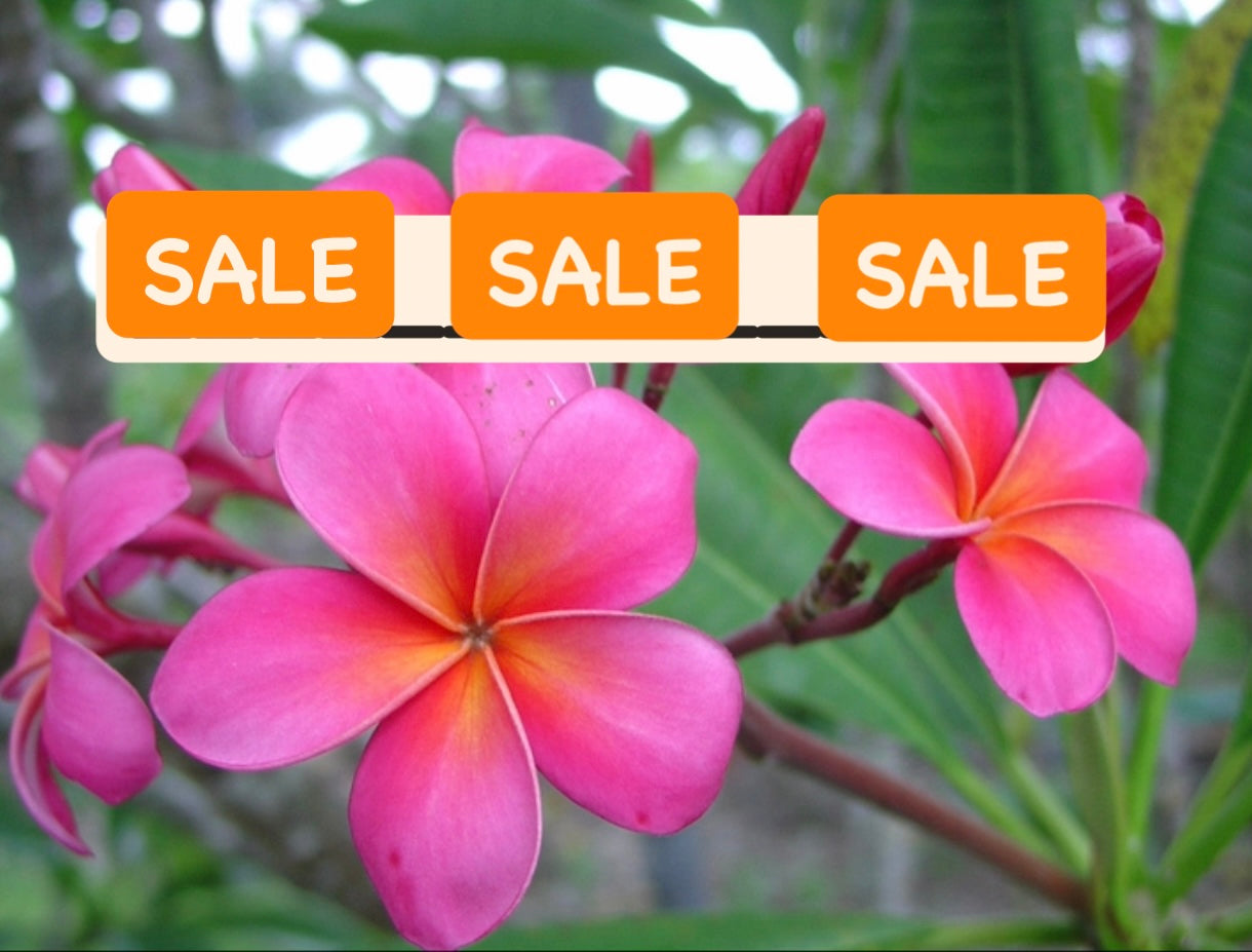 Pink Dwarf Plumeria / Frangipani Plant SALE SALE SALE