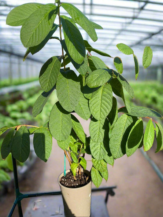 Guava Fruit Plant - Pink Pear